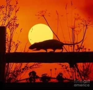 Twitter CEO reassures users about electoral Interference | Andrew Lawrence 1 stranglers rattus norvegicus rat warren photographic