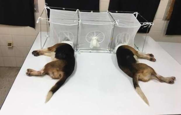 Fauci Used Taxpayers Money To Have Dogs Tortured And Eaten Alive | Gateway Pundit 1 47473 00 203