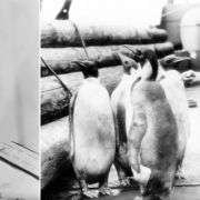 youtube_RobertSepehr_InvadingAntarcticaSecretSouthPoleColony-1100×619 youtube RobertSepehr InvadingAntarcticaSecretSouthPoleColony 1100x619 1