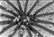 Universe 25: John Calhoun's NIMH Experiment | Encyclopaedia Brittanica 9 image 6